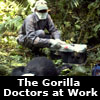 The Gorilla Doctors treating a patient